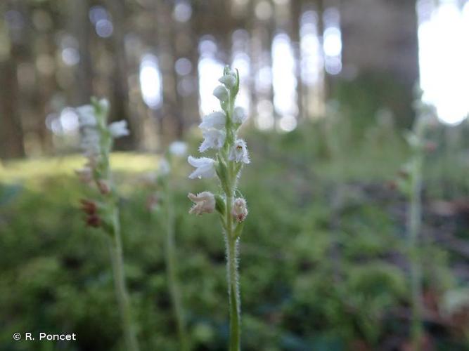 Goodyère rampante (Goodyera repens) © R. Poncet