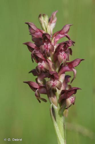 Orchis punaise (Anacamptis coriophora) © O. Debré