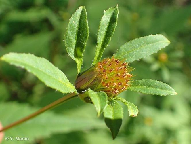 Bident feuillé (Bidens frondosa) © Y. Martin