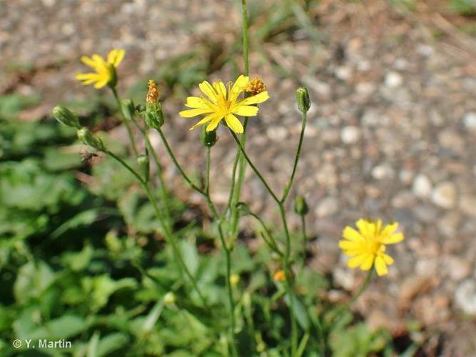 Crépide capillaire (Crepis capillaris) © Y. Martin