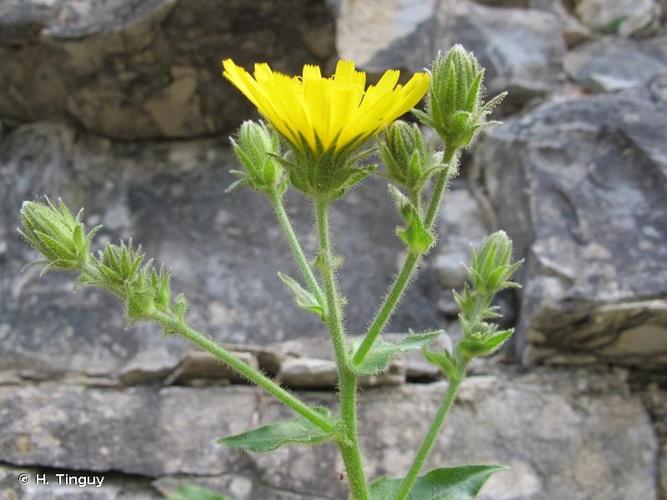 Épervière amplexicaule (Hieracium amplexicaule) © H. Tinguy