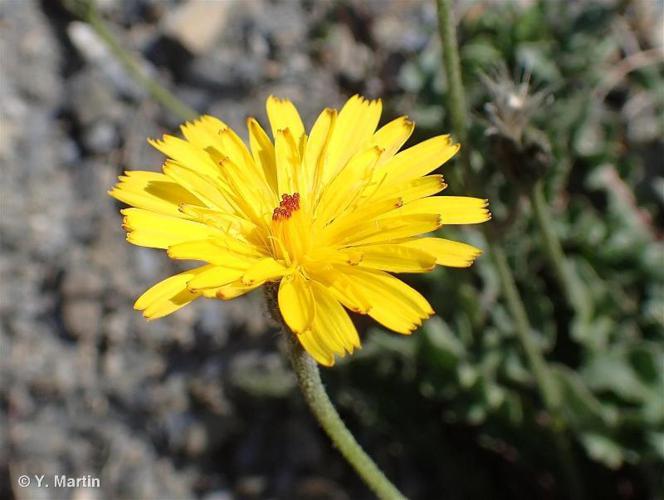 Liondent hispide (Leontodon hispidus subsp. hyoseroides) © Y. Martin