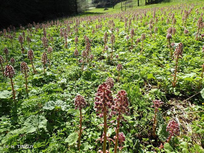 Pétasite hybride (Petasites hybridus) © H. TINGUY