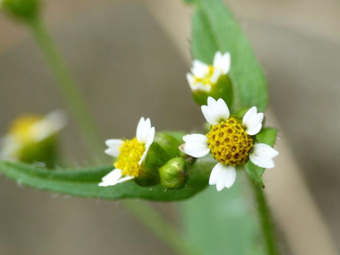 Galinsoga cilié (Galinsoga quadriradiata) © Morvan Debroize