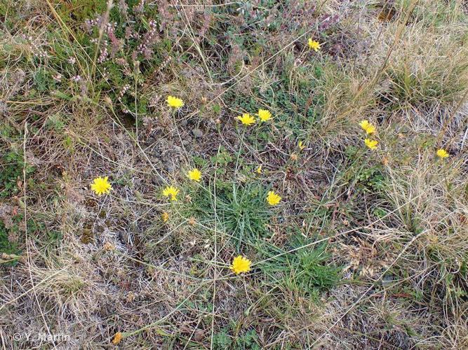 Liondent d'automne (Scorzoneroides autumnalis) © Y. Martin