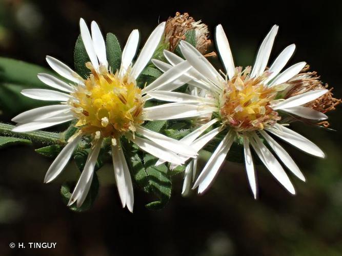 Aster lancéolé (Symphyotrichum lanceolatum) © H. TINGUY