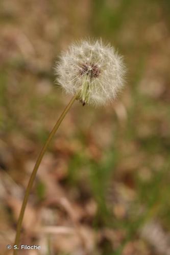 Pissenlit gracile (Taraxacum erythrospermum) © S. Filoche