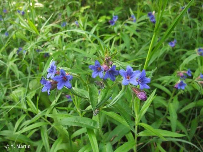 Thé d'Europe (Buglossoides purpurocaerulea) © Y. Martin