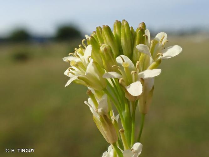 Arabette glabre (Turritis glabra) © H. TINGUY