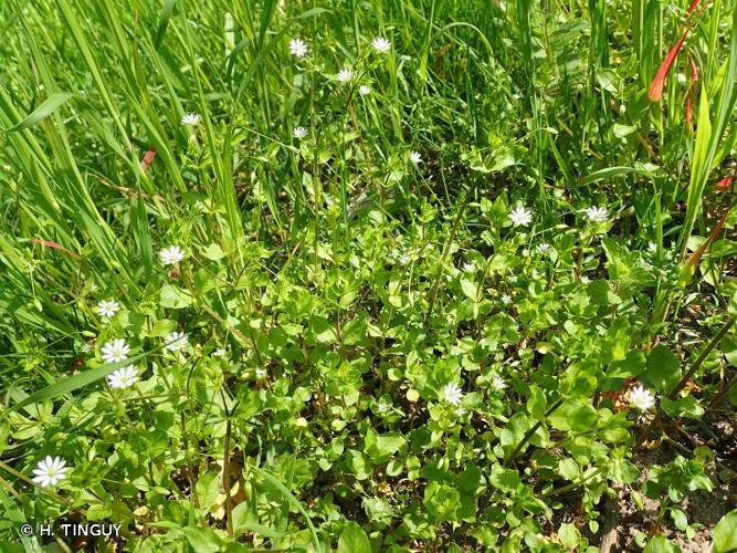 Stellaire négligée (Stellaria neglecta) © H. TINGUY