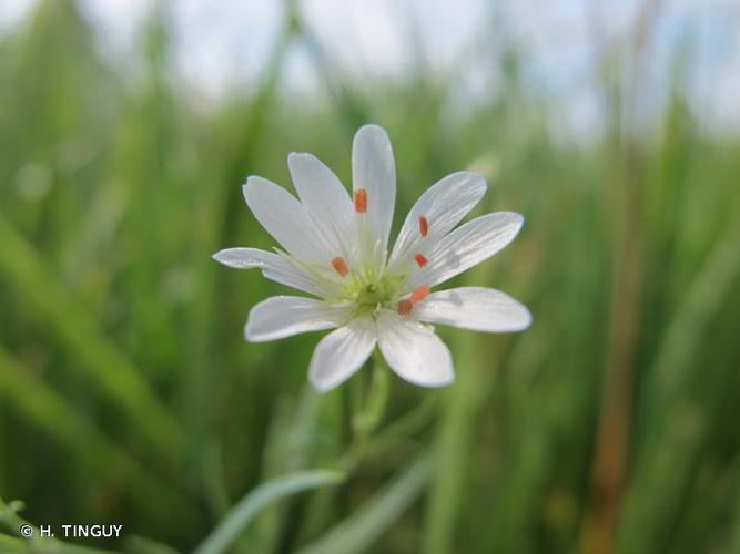 Stellaire des marais (Stellaria palustris) © H. TINGUY