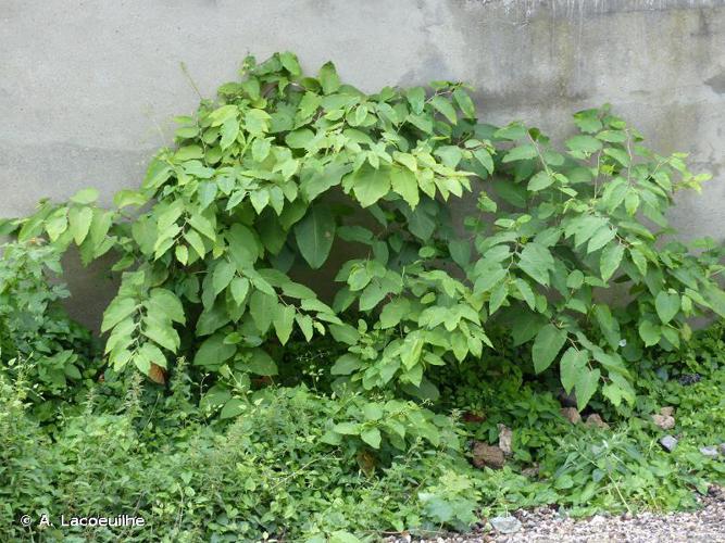 Renouée de Sakhaline (Reynoutria sachalinensis) © A. Lacoeuilhe