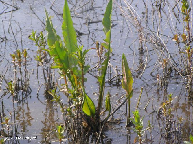 Patience d'eau (Rumex hydrolapathum) © P. Rouveyrol