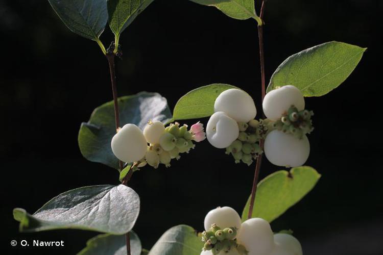 Symphorine à fruits blancs (Symphoricarpos albus) © O. Nawrot