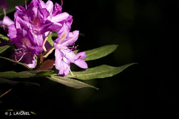 Rhododendron des parcs (Rhododendron ponticum subsp. baeticum) © J. LAIGNEL