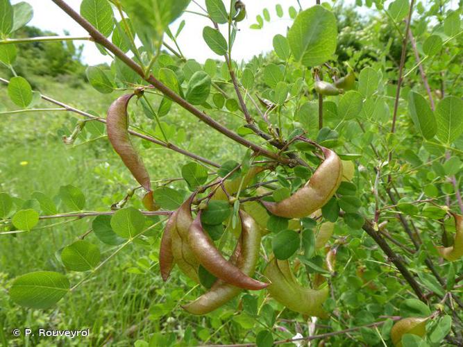 Baguenaudier (Colutea arborescens) © P. Rouveyrol