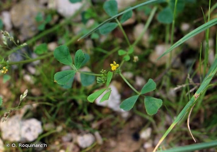 Luzerne polymorphe (Medicago polymorpha) © O. Roquinarc'h