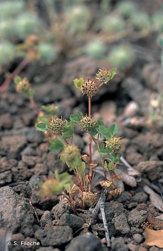 Trèfle aggloméré (Trifolium glomeratum) © S. Filoche