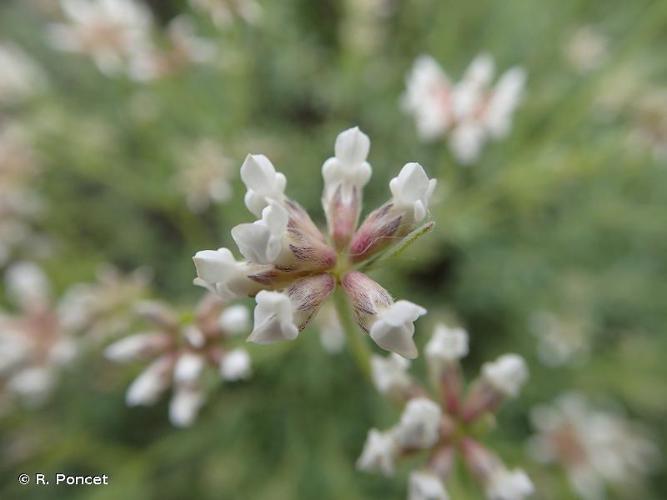 Dorycnie à cinq feuilles (Dorycnium pentaphyllum subsp. pentaphyllum) © R. Poncet