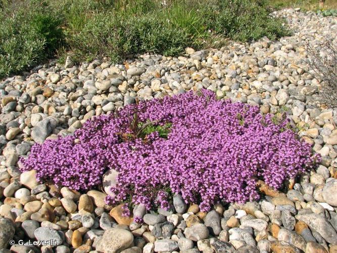 Serpolet de Druce (Thymus drucei) © G. Leveslin