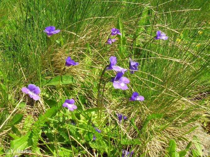 Grassette commune (Pinguicula vulgaris) © Y. Martin