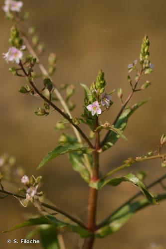 Véronique aquatique (Veronica catenata) © S. Filoche