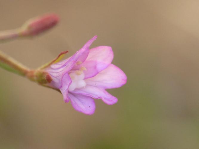 Épilobe à feuilles lancéolées (Epilobium lanceolatum) © Morvan Debroize