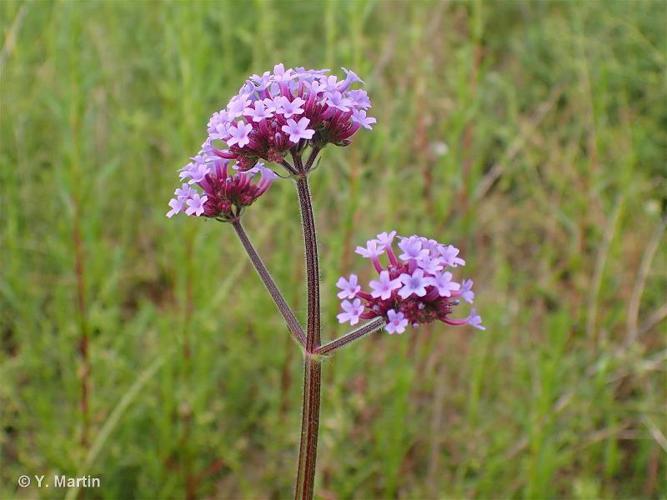 Verveine (Verbena bonariensis) © Y. Martin