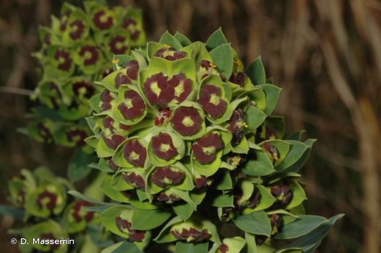 Euphorbe des vallons (Euphorbia characias) © D. Massemin