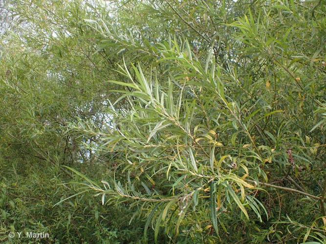 Osier blanc (Salix viminalis) © Y. Martin