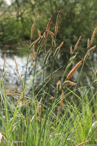 Laîche aiguë (Carex acuta) © S. Filoche