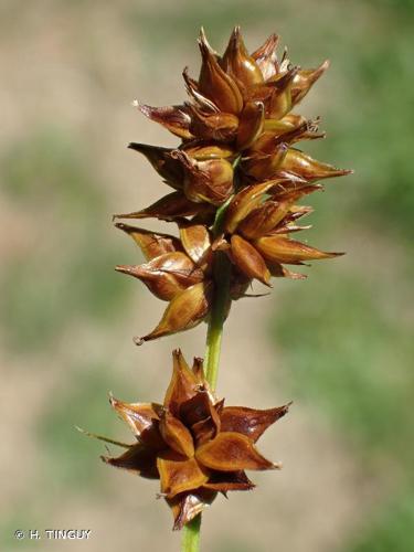 Laîche de Paira (Carex pairae) © H. TINGUY