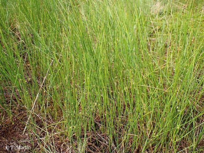 Jonc filiforme (Juncus filiformis) © Y. Martin