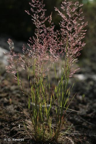 Agrostide des sables (Agrostis vinealis) © O. Nawrot