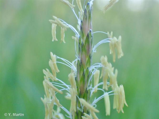 Vulpin des champs (Alopecurus myosuroides) © Y. Martin