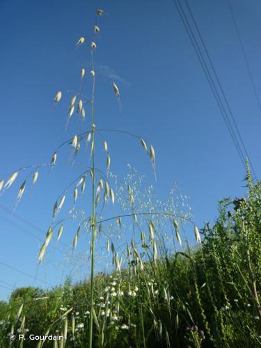 Avoine folle (Avena fatua) © P. Gourdain