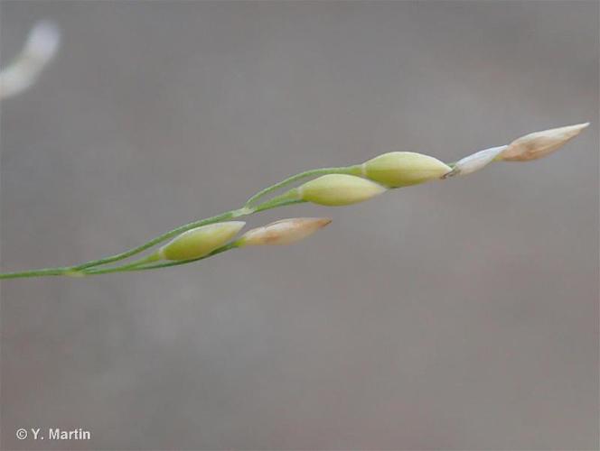 Millet diffus (Milium effusum) © Y. Martin