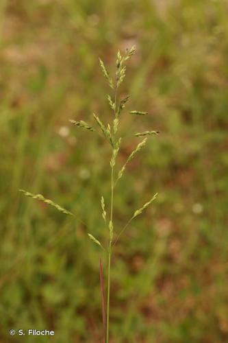 Pâturin des prés (Poa pratensis) © S. Filoche