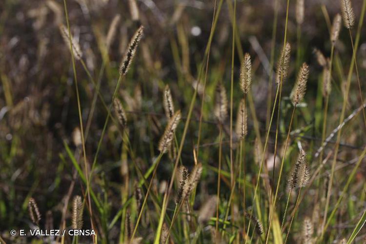 Sétaire glauque (Setaria pumila) © E. VALLEZ / CBNSA