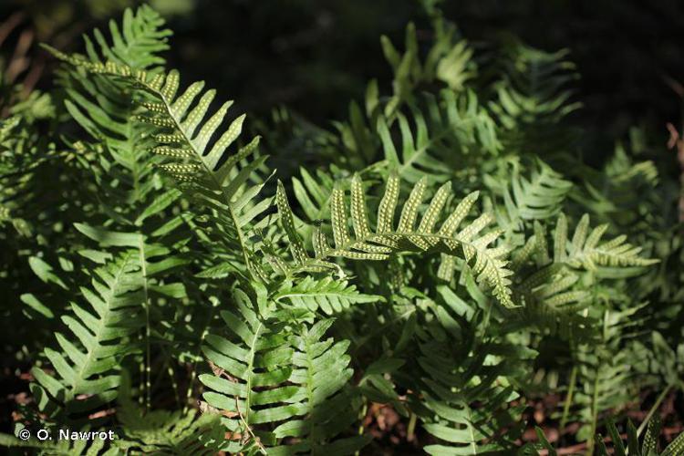 Polypode (Polypodium x mantoniae) © O. Nawrot