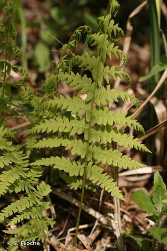 Fougère des marais (Thelypteris palustris) © S. Filoche