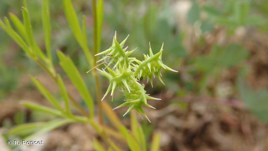 Renoncule des champs (Ranunculus arvensis) © R. Poncet