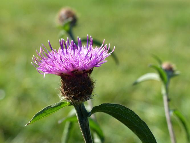 Centaurée noire (Centaurea nigra) © Morvan Debroize