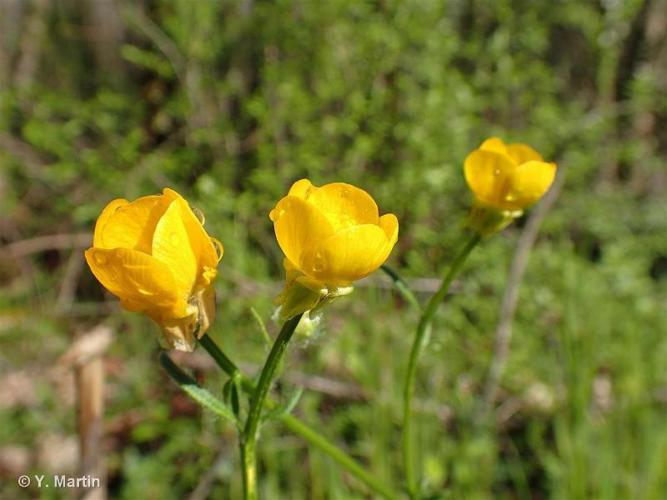 Renoncule bulbeuse (Ranunculus bulbosus) © Y. Martin