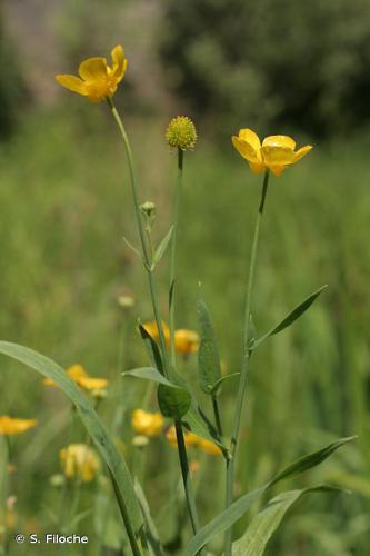 Grande douve (Ranunculus lingua) © S. Filoche