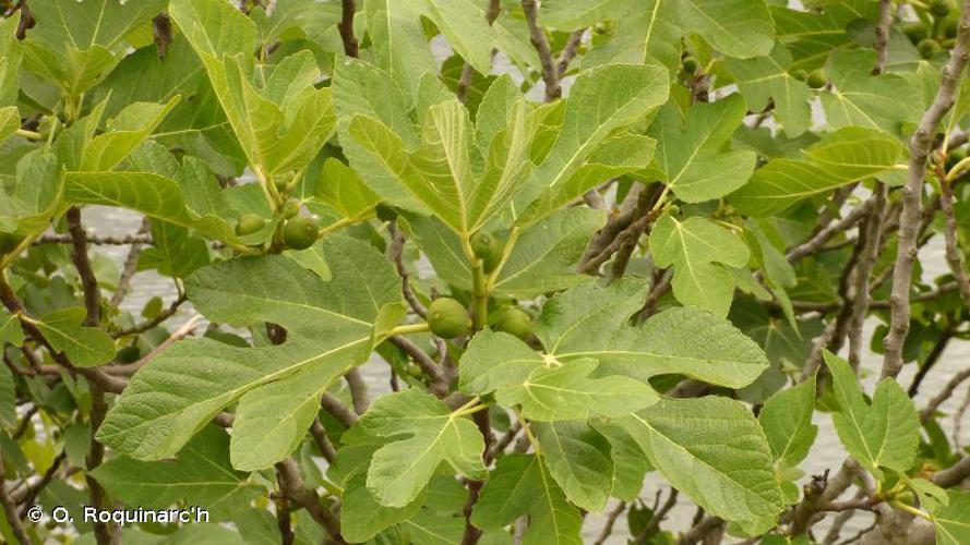 Figuier commun (Ficus carica) © O. Roquinarc'h