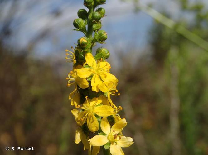 Aigremoine élevée (Agrimonia procera) © R. Poncet