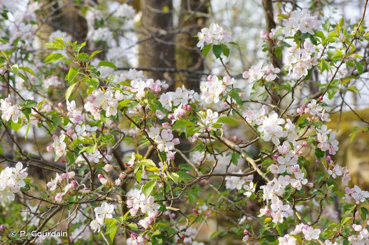 Pommier sauvage (Malus sylvestris) © P. Gourdain