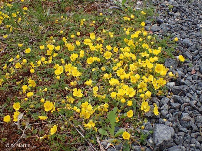 Potentille de Tabernaemontanus (Potentilla verna) © Y. Martin