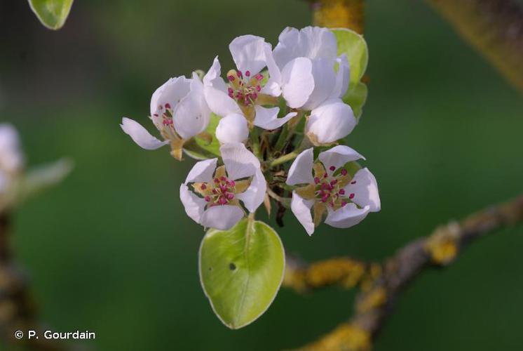 Poirier cultivé (Pyrus communis) © P. Gourdain